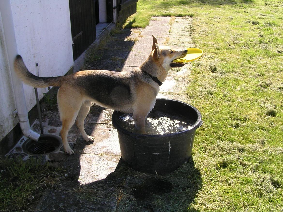 Blanding af racer Jack billede 43