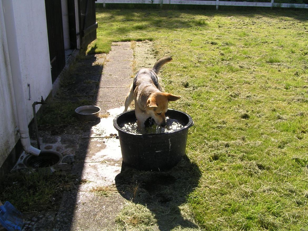 Blanding af racer Jack billede 44