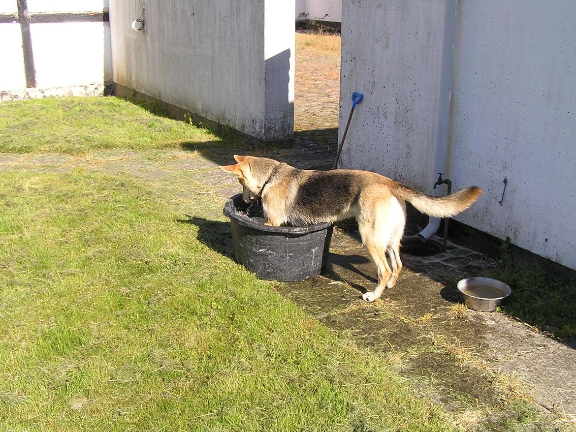 Blanding af racer Jack billede 46