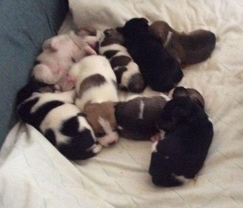 Blanding af racer La Chica - Søskendeflokken & frit valg på 8 stk billede 4