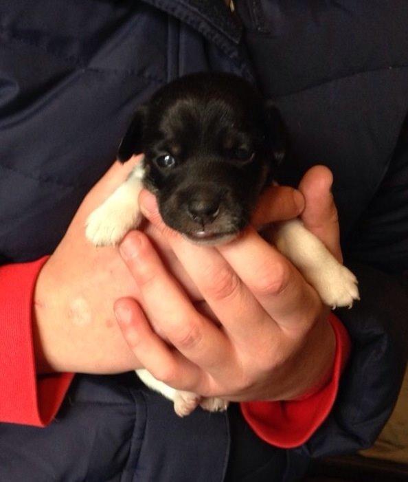 Blanding af racer La Chica - 14 dage gammel for pokker en dejlig baby billede 3