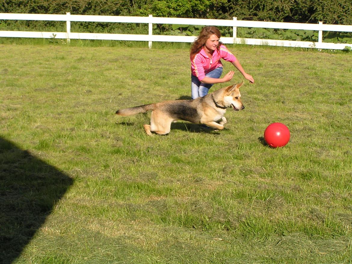 Blanding af racer Jack billede 47