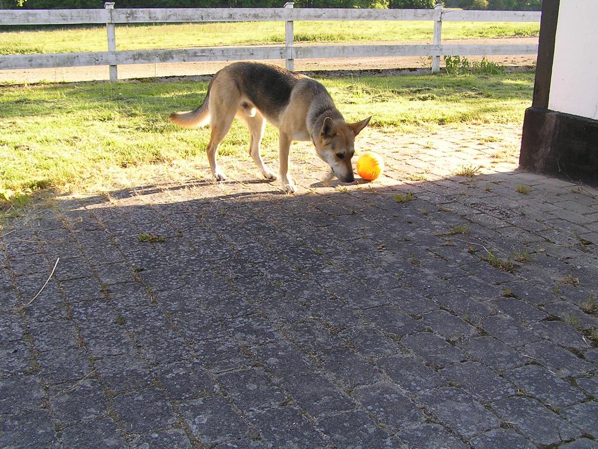 Blanding af racer Jack billede 48