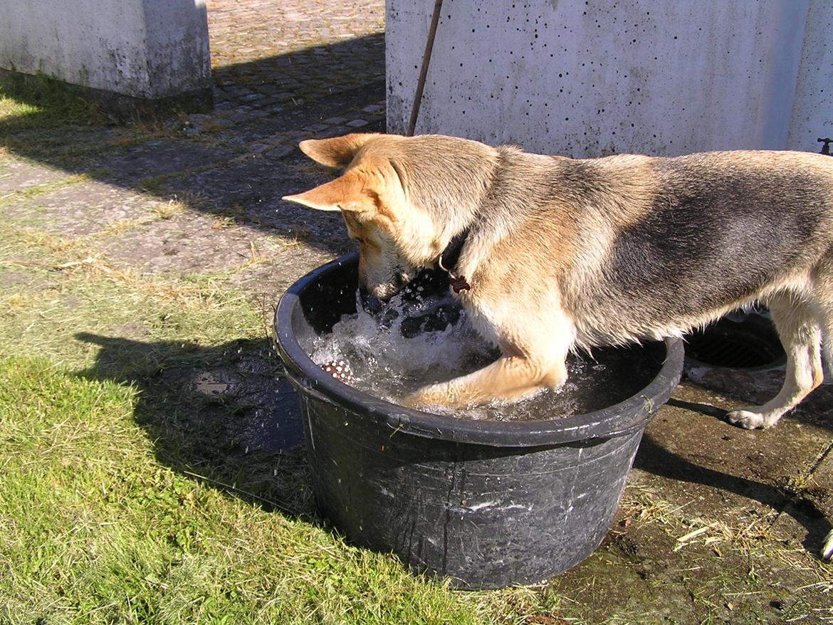 Blanding af racer Jack billede 49