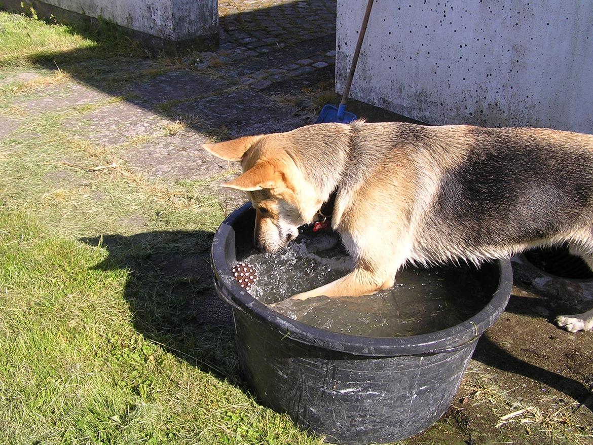 Blanding af racer Jack billede 50