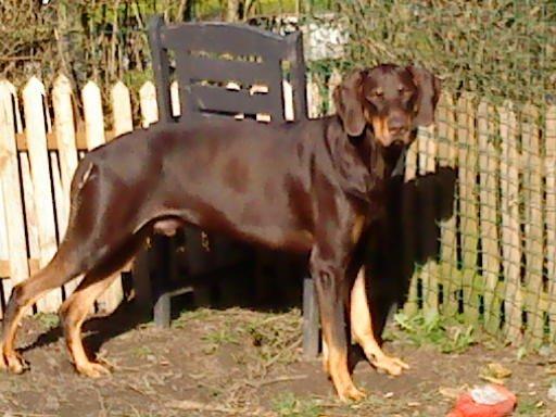 Blanding af racer Kenzo billede 26