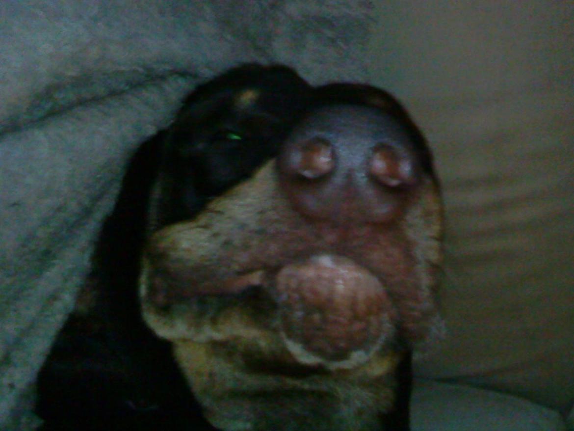 Blanding af racer Kenzo - Snudebille billede 27