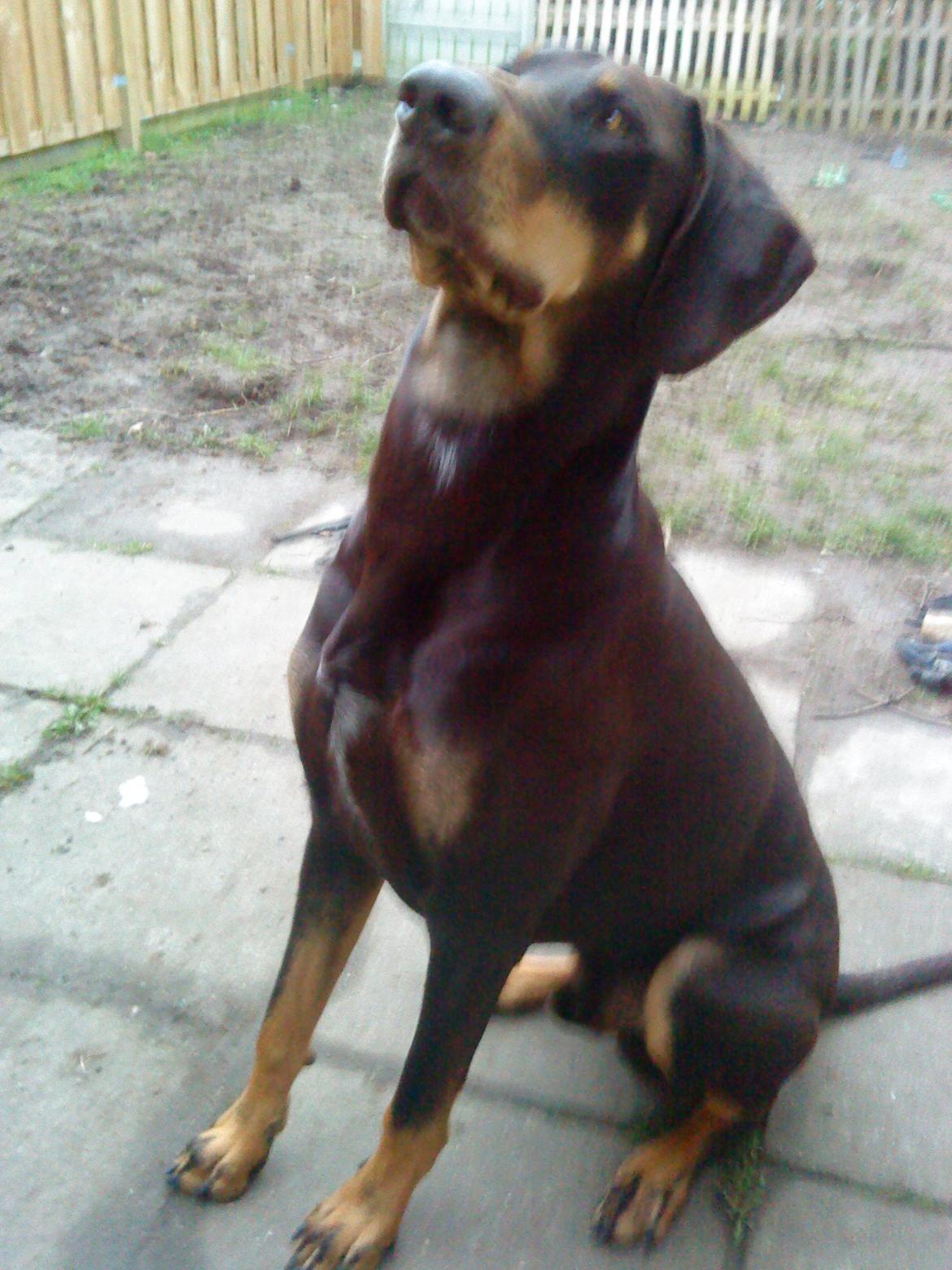 Blanding af racer Kenzo - 2 år :) billede 28