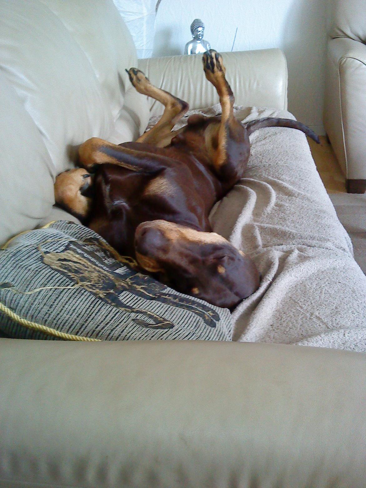 Blanding af racer Kenzo - Sofadyr billede 29