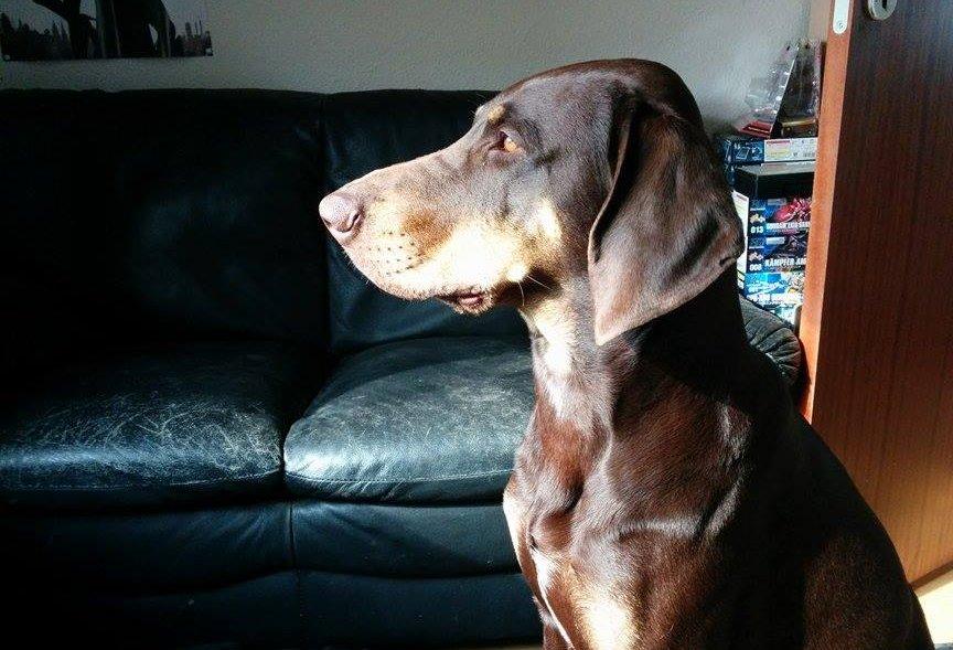 Blanding af racer Kenzo - Nyder solen (Juni 2014) billede 30