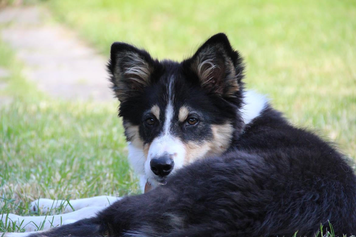 Border collie Skjernå Bordercollie Louis billede 20