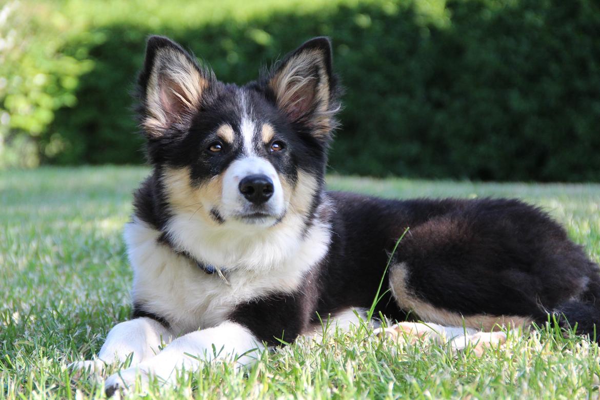 Border collie Skjernå Bordercollie Louis billede 5