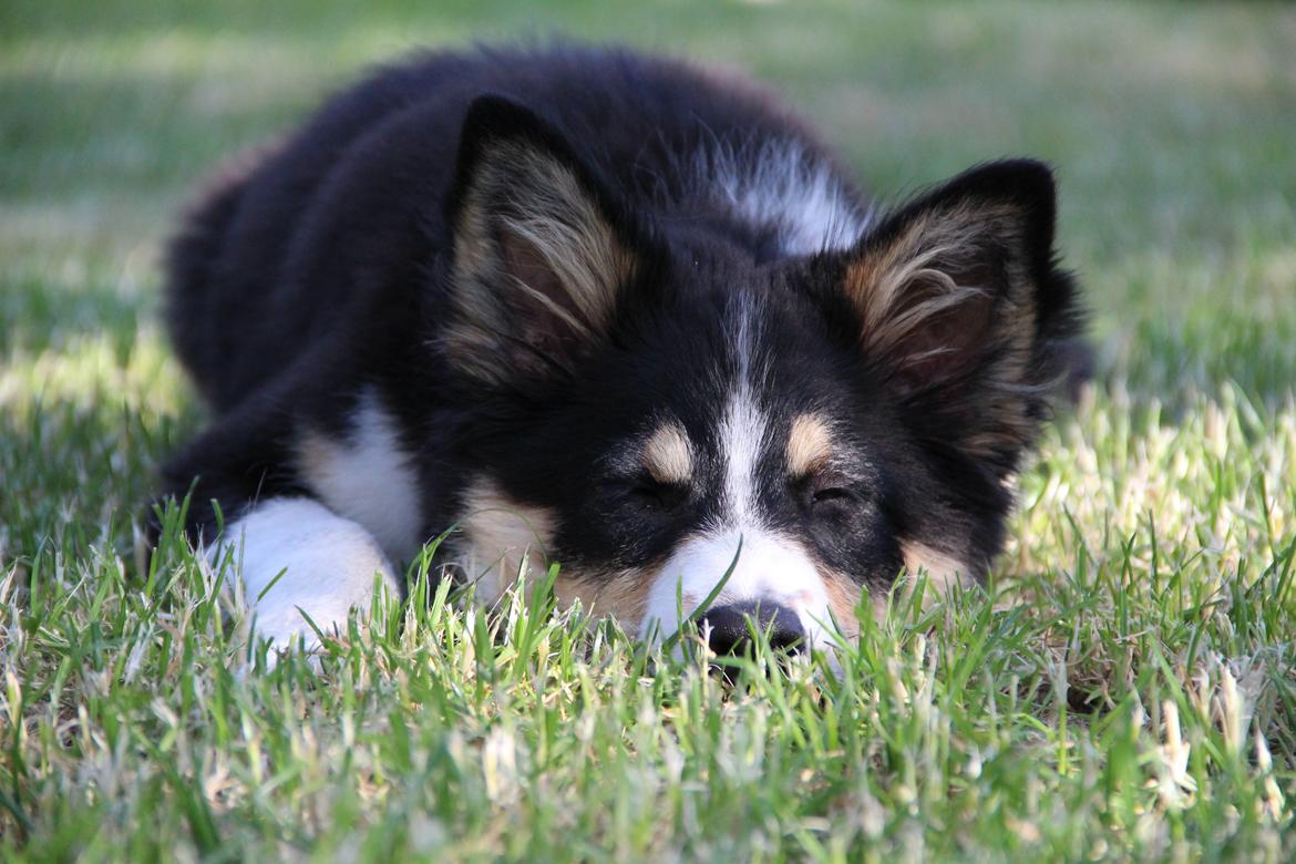 Border collie Skjernå Bordercollie Louis billede 10