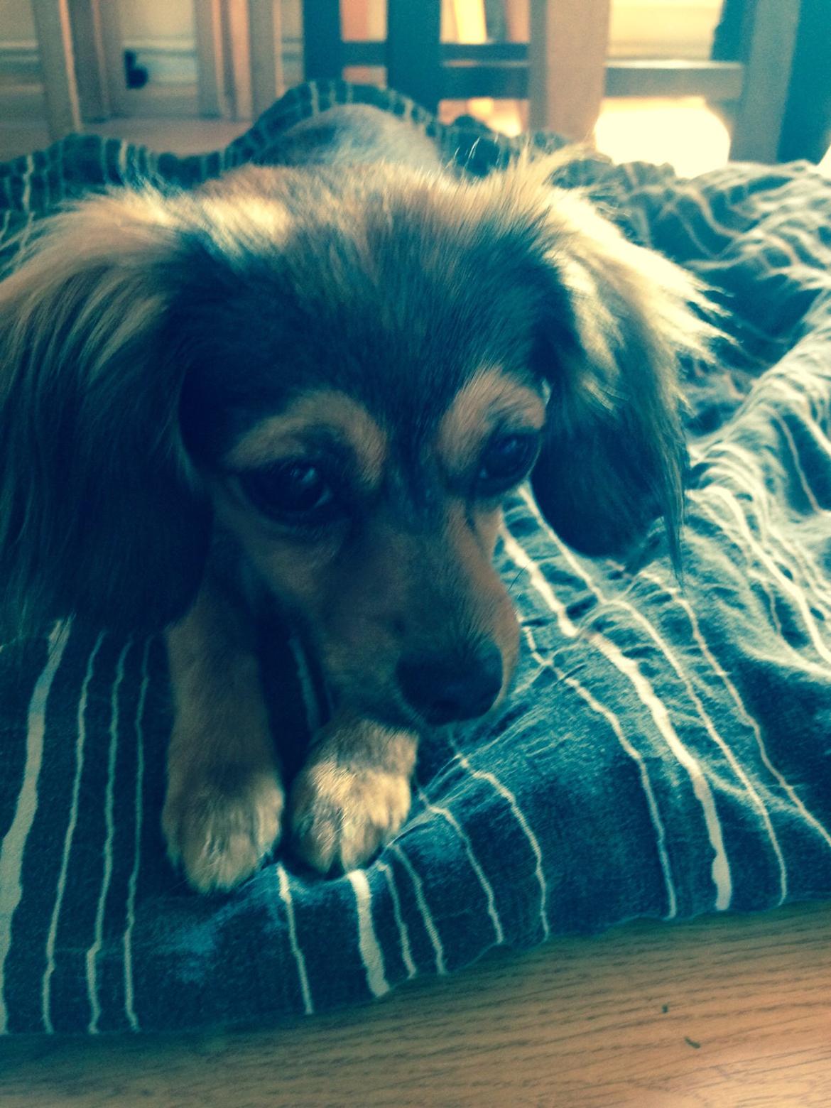 Blanding af racer Luna billede 22