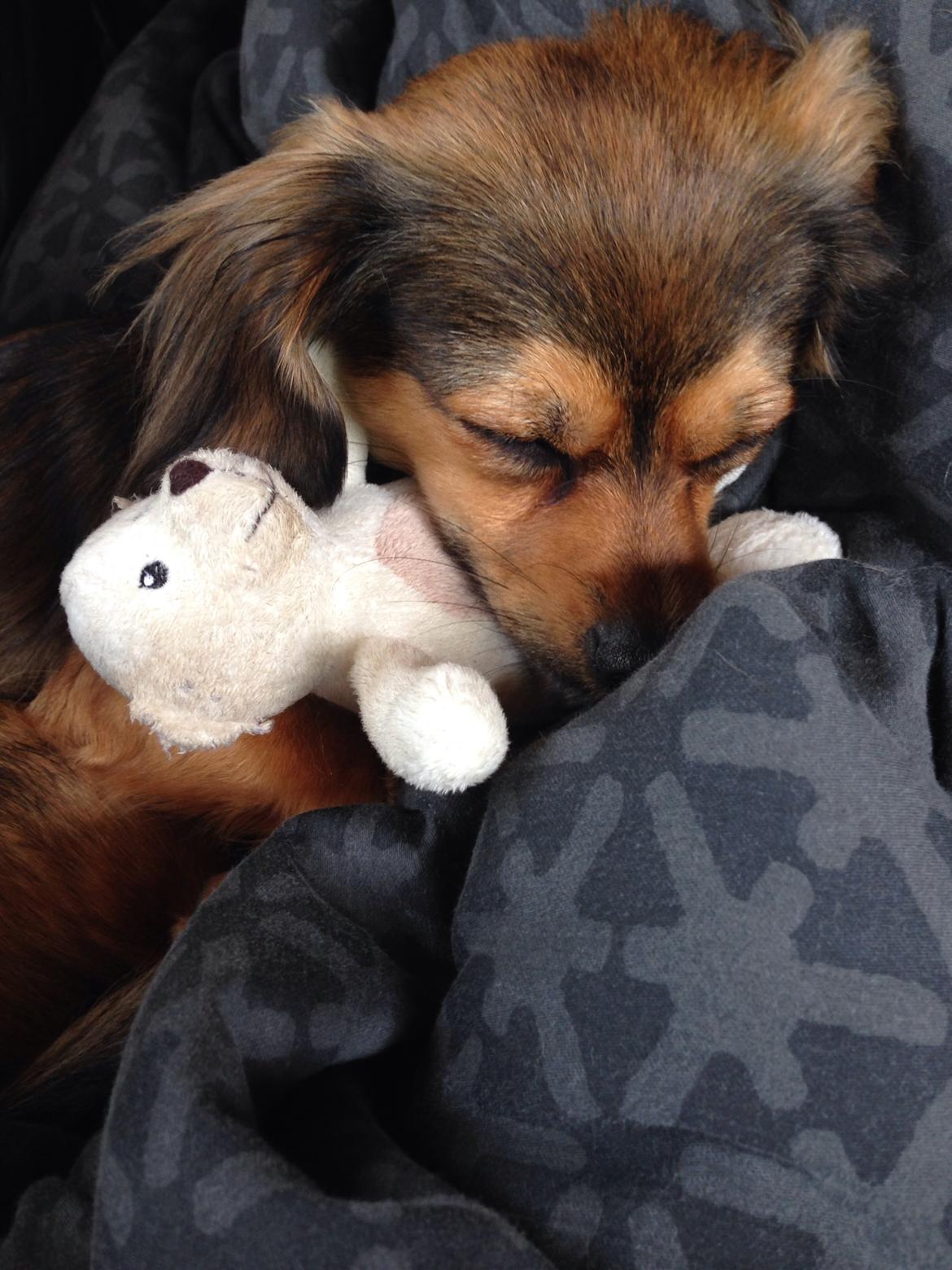 Blanding af racer Luna billede 24