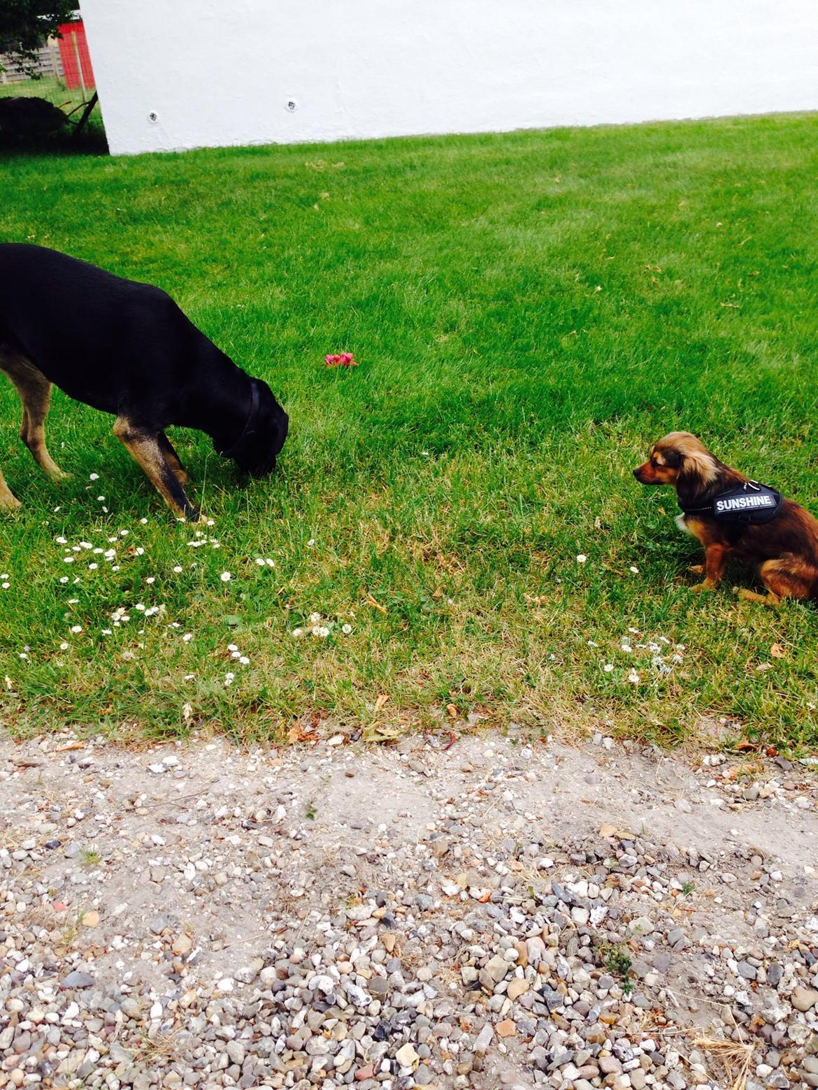 Blanding af racer Luna billede 23