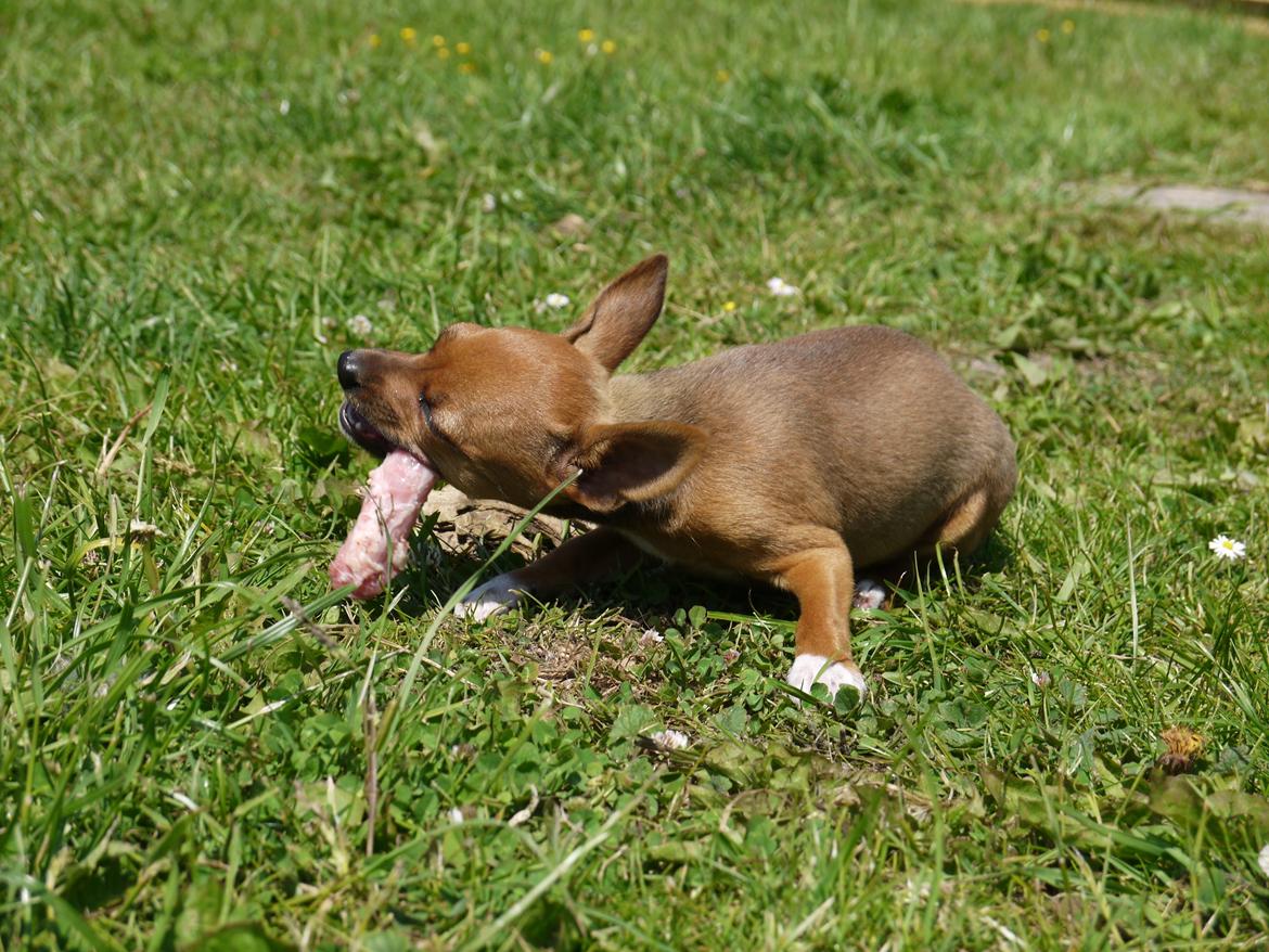 Blanding af racer Dipsy - 12 uger billede 15