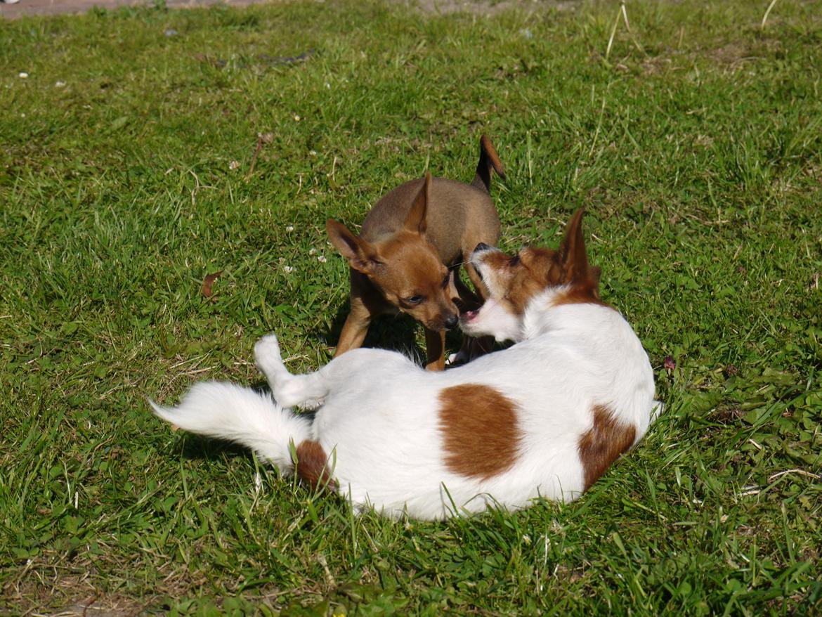 Blanding af racer Dipsy - Mor og Dipsy (11 uger) billede 8