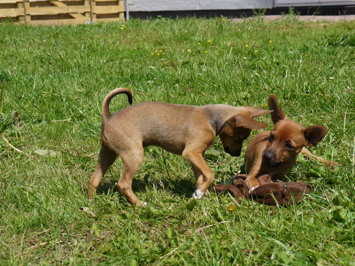 Blanding af racer Dipsy - 12 uger. billede 22