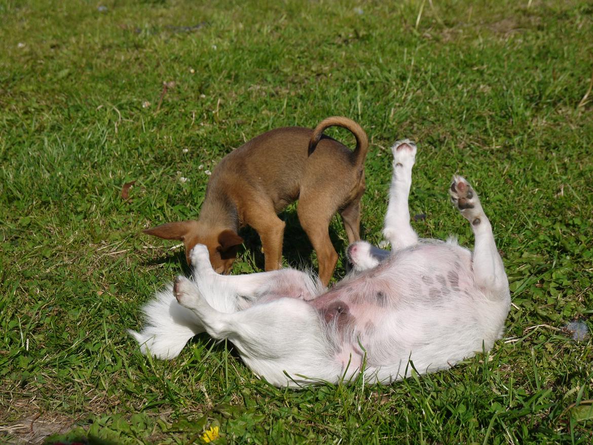 Blanding af racer Poe billede 6