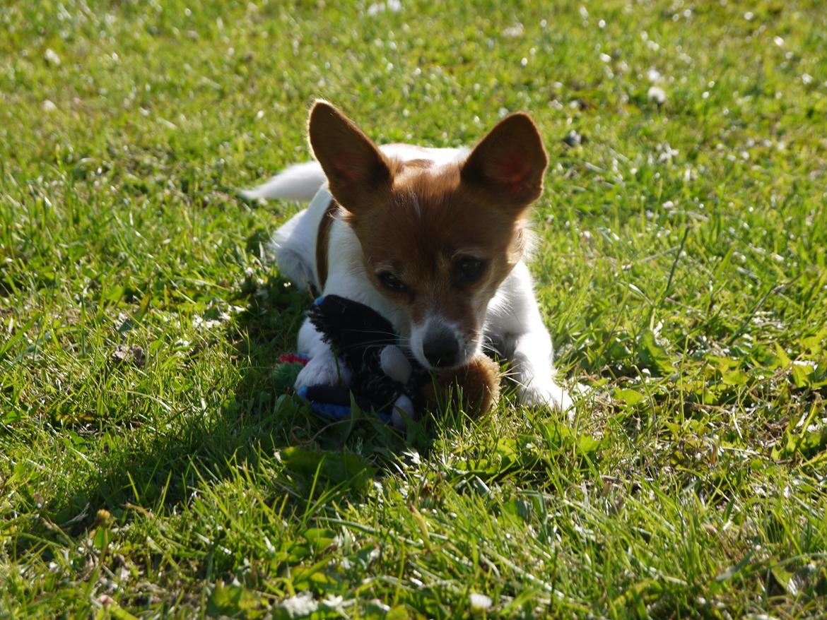 Blanding af racer Poe - Poe med sin and. billede 4