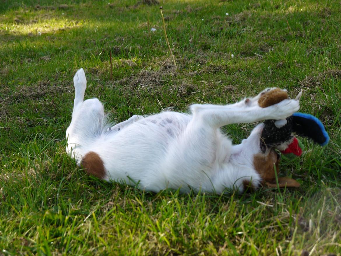 Blanding af racer Poe billede 12