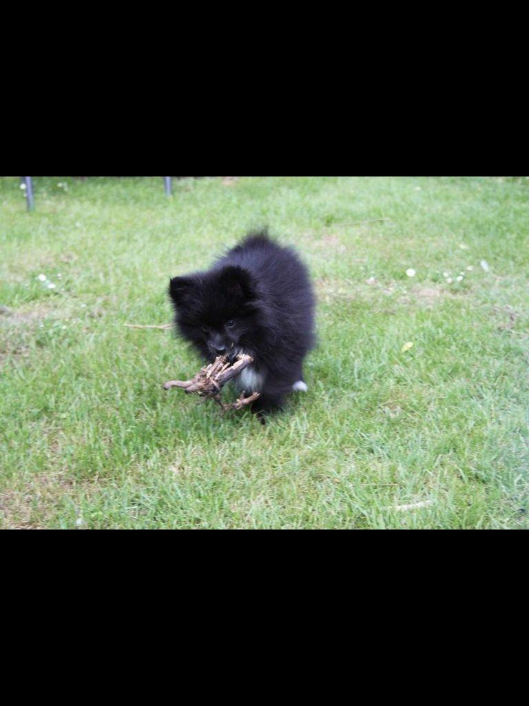 Pomeranian Xibalba (xiba) billede 8