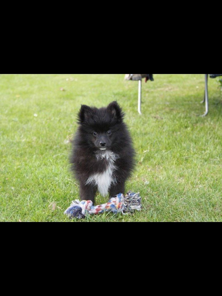 Pomeranian Xibalba (xiba) billede 9