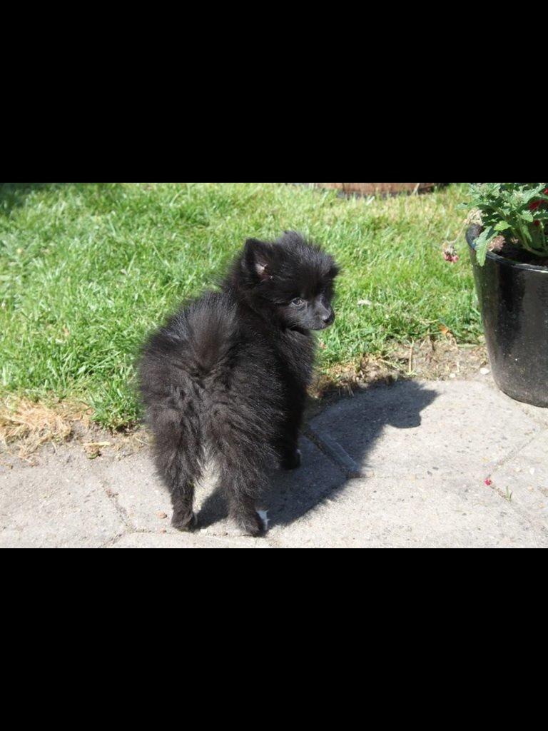 Pomeranian Xibalba (xiba) billede 10