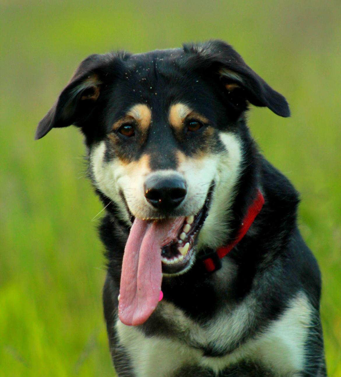 Blanding af racer Akeela billede 21