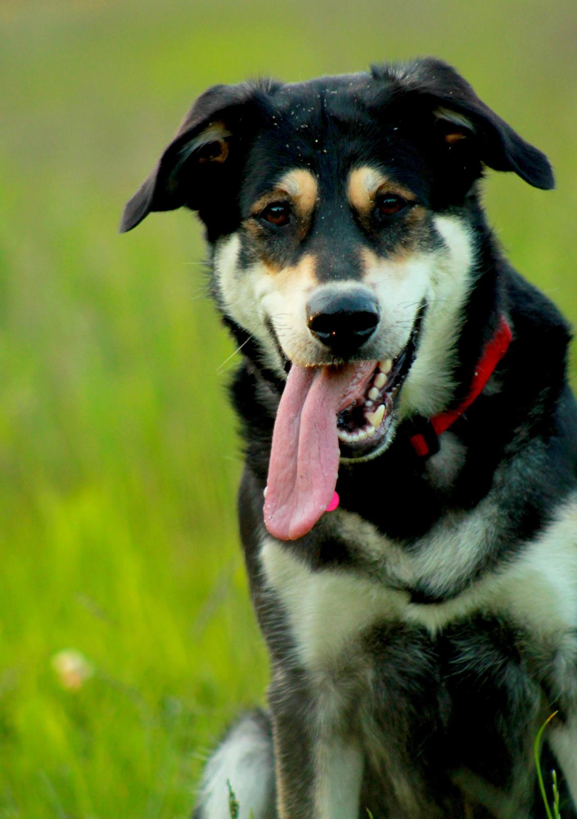 Blanding af racer Akeela billede 11