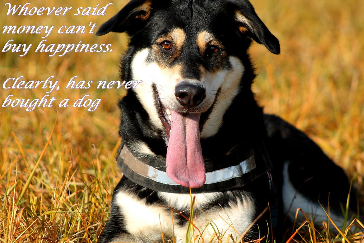 Blanding af racer Akeela billede 15