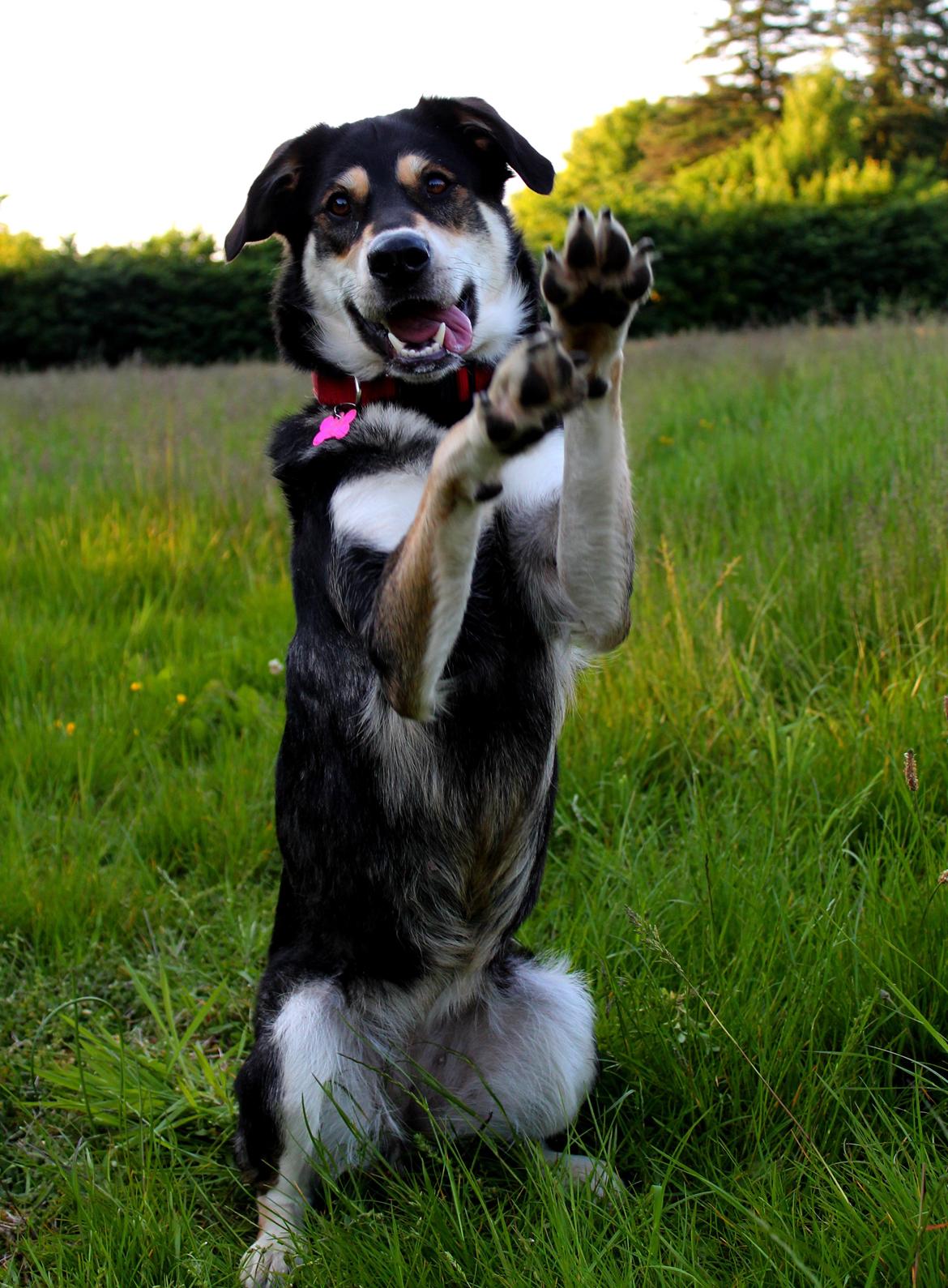 Blanding af racer Akeela billede 22