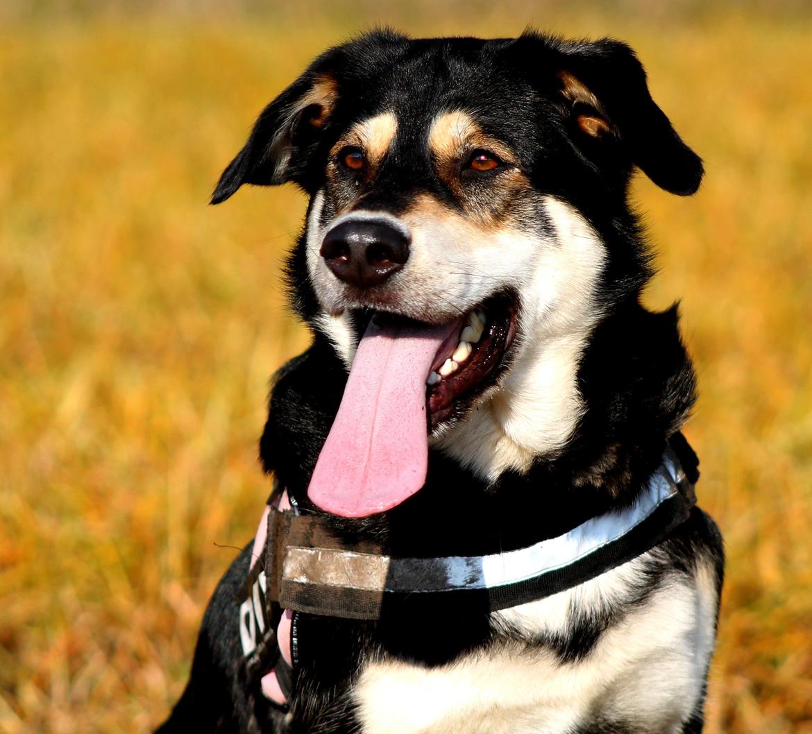 Blanding af racer Akeela billede 33