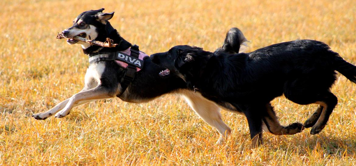 Blanding af racer Akeela billede 34