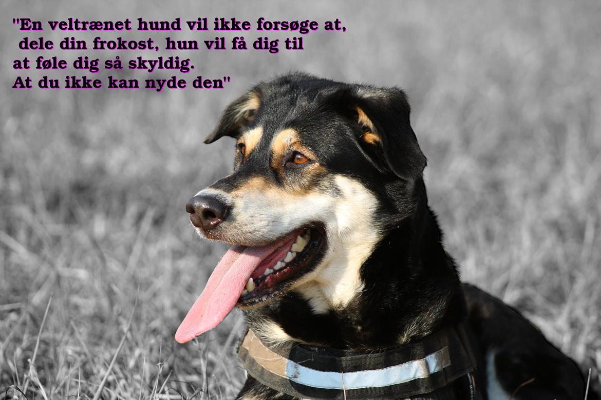 Blanding af racer Akeela billede 23