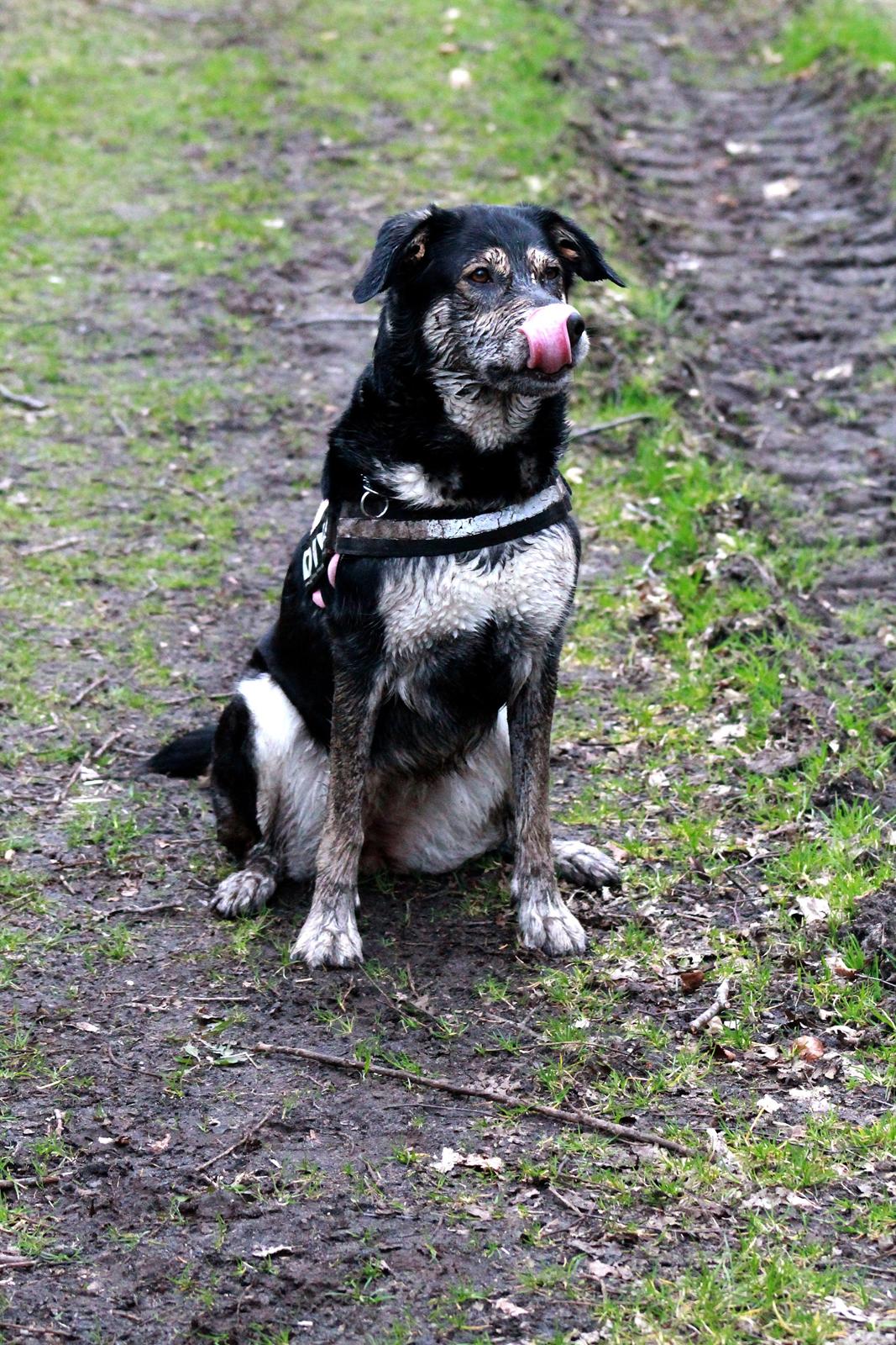 Blanding af racer Akeela billede 17