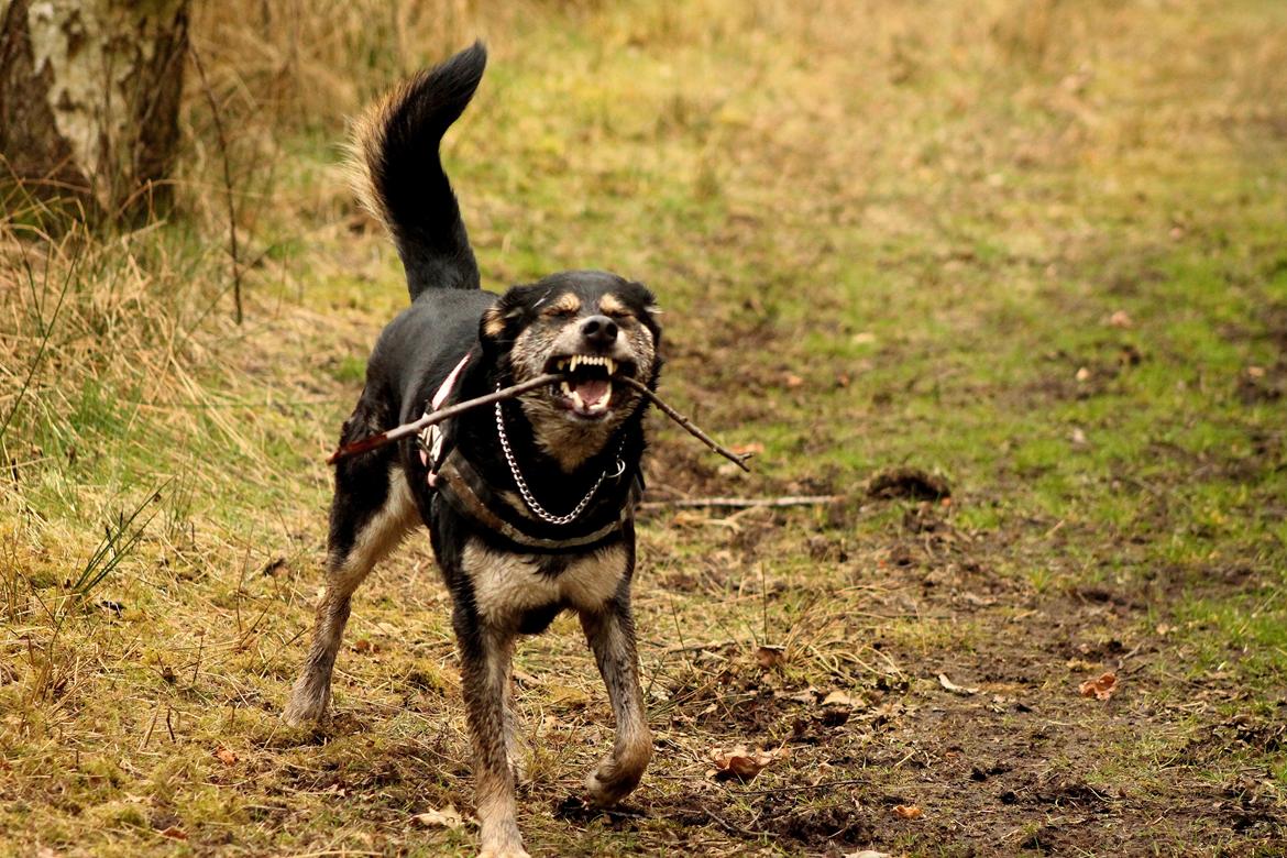 Blanding af racer Akeela billede 4