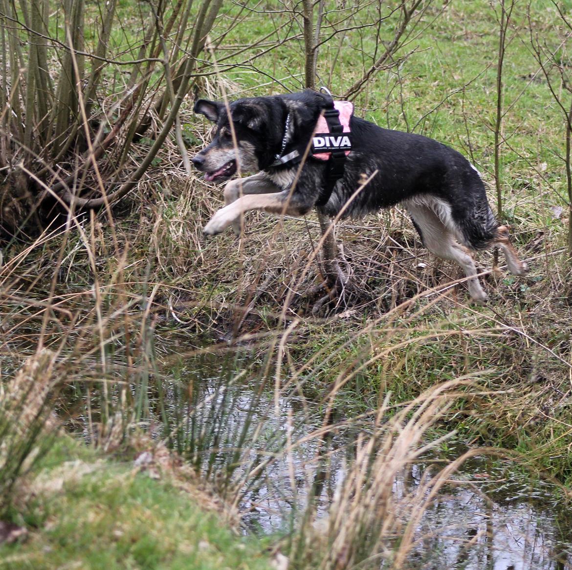 Blanding af racer Akeela billede 25