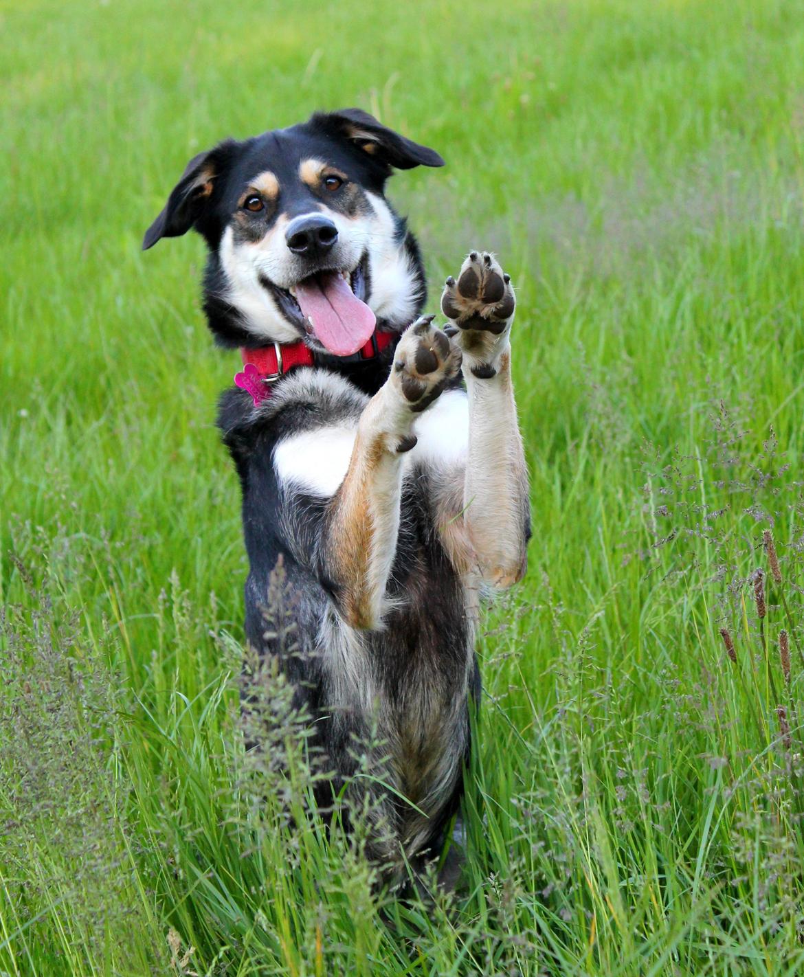 Blanding af racer Akeela billede 1