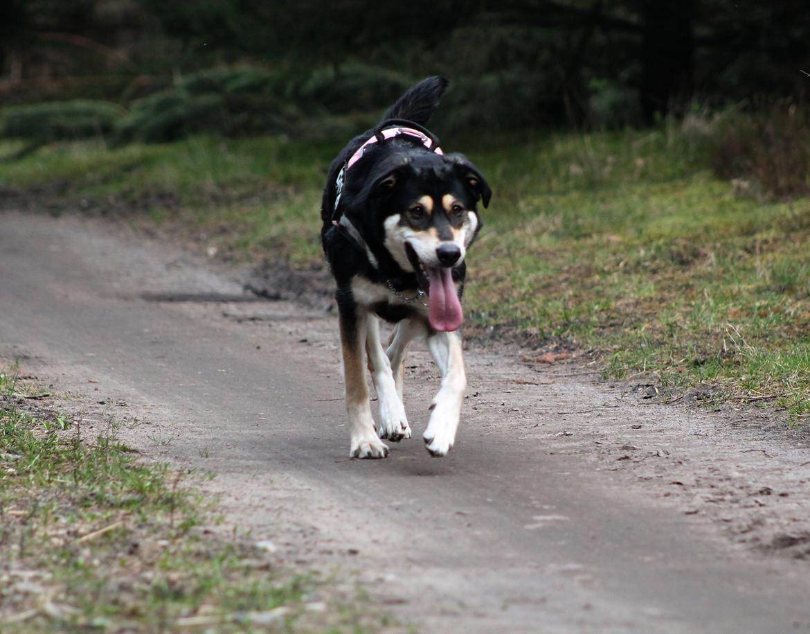 Blanding af racer Akeela billede 35