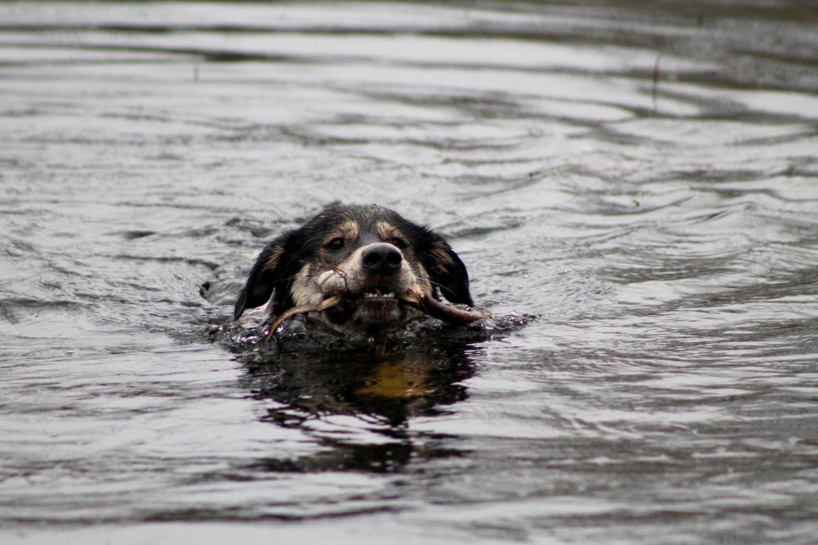 Blanding af racer Akeela billede 12