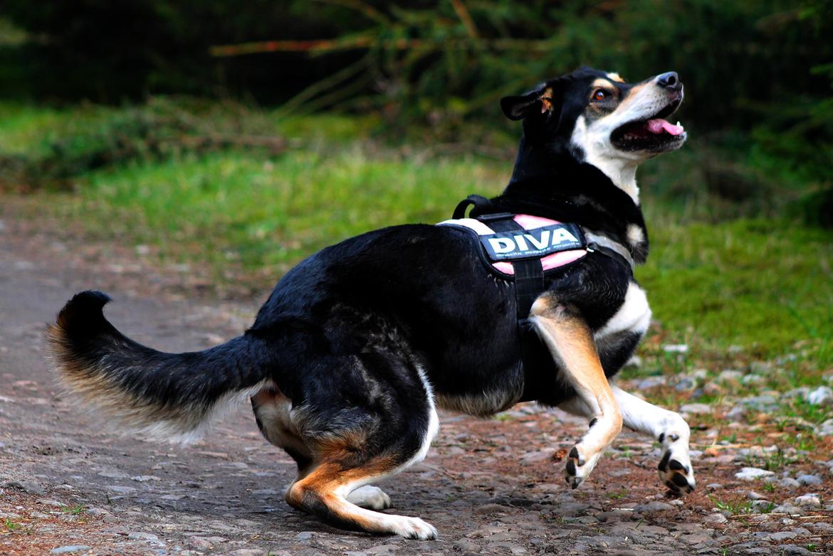 Blanding af racer Akeela billede 36