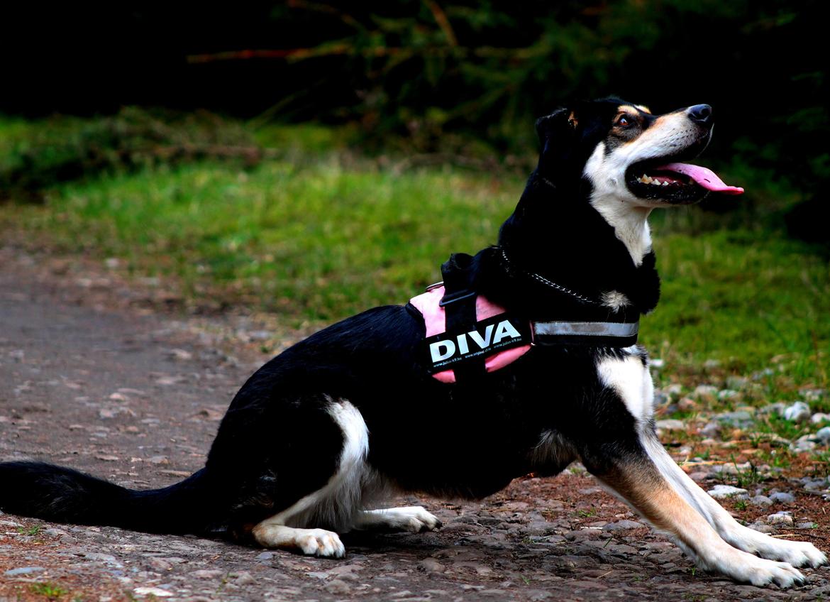 Blanding af racer Akeela billede 30