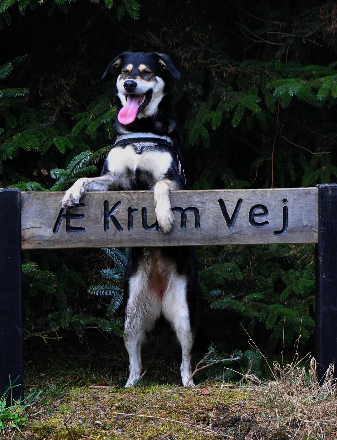 Blanding af racer Akeela billede 9