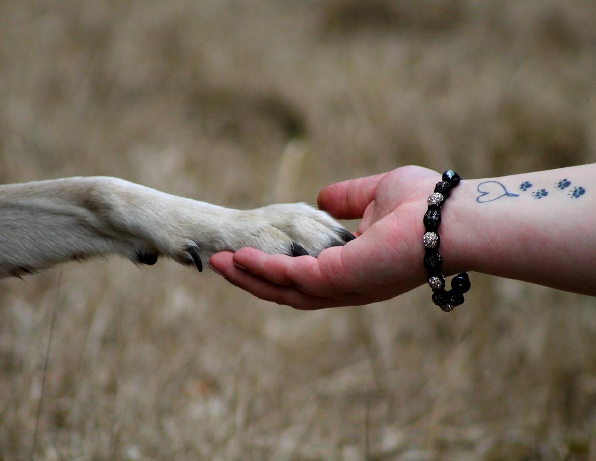 Blanding af racer Akeela billede 14