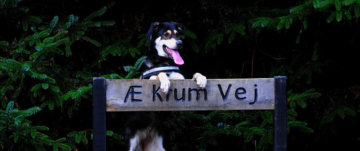 Blanding af racer Akeela billede 38