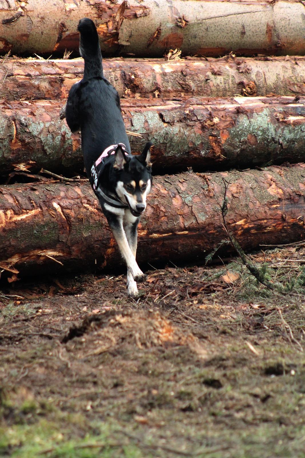 Blanding af racer Akeela billede 37