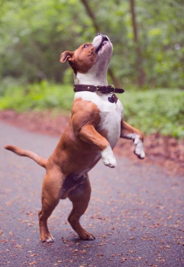 Staffordshire bull terrier Cedro *Himmelhund* Savner dig <3  billede 11