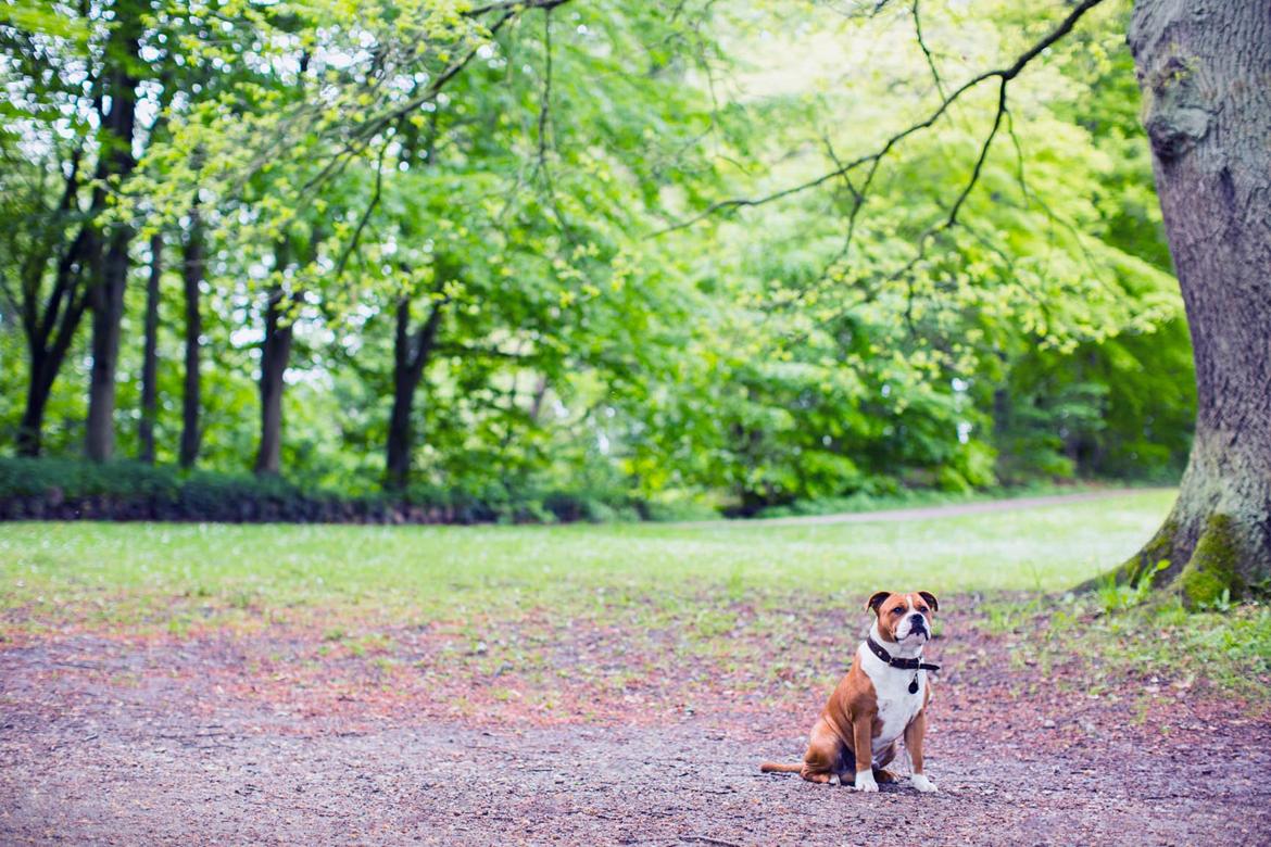 Staffordshire bull terrier Cedro *Himmelhund* Savner dig <3  billede 12